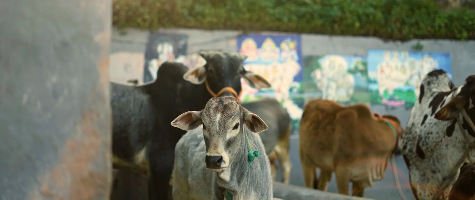 Cow-Image-For-Kids-section