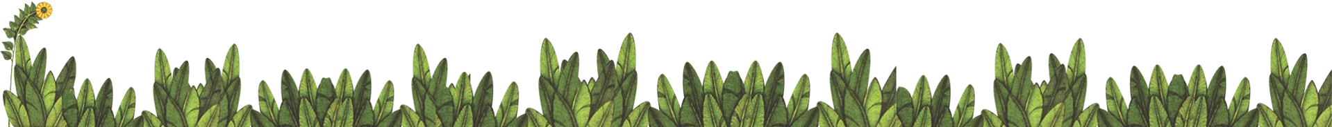 grass image 1