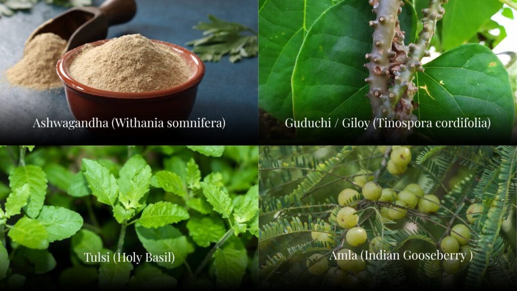 Ayurvedic herbs like tulsi, ashwagandha, guduchi, amla are effective to boost immunity for winter seasonal wellness 